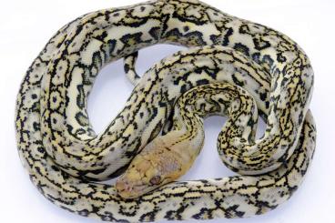 Pythons kaufen und verkaufen Photo: Malayopython reticulatus / Reticulated pythons / Netzpythons