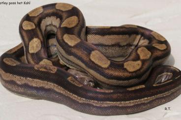 Boas kaufen und verkaufen Foto: 1.1 RLT Motley poss Kahl CB'22