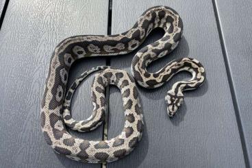 Schlangen kaufen und verkaufen Foto: 1.1 Striped axanthic pure Morelia spilota harrisoni breeding pair