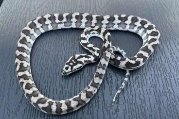 Schlangen kaufen und verkaufen Foto: 1.1 Hypo, axanthic, 100% het granite Morelia spilota harrisoni CB24