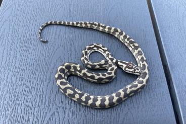 Schlangen kaufen und verkaufen Foto: 1.1 double het axanthic granite pure Morelia spilota harriosni