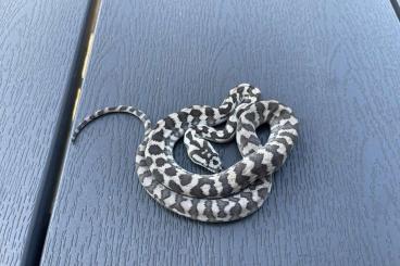 Snakes kaufen und verkaufen Photo: Morelia spilota harrisoni axanthic combos