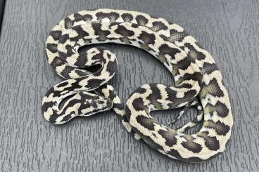 Snakes kaufen und verkaufen Photo: 1.0 Axanthic 100% het granite CB23