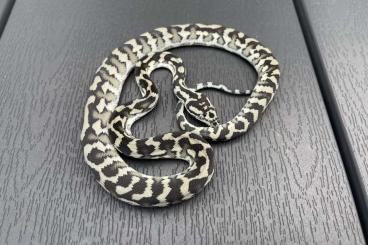 Snakes kaufen und verkaufen Photo: Pure hypo, axanthic, het granite harrisoni