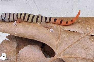 Geckos kaufen und verkaufen Photo: 2.2 Sphaerodactylus Elegans