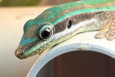 Geckos kaufen und verkaufen Foto: Phelsuma cepediana NZ 2024