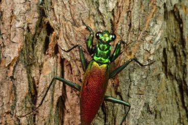 Insekten kaufen und verkaufen Foto: Gottesanbeterinnen, Heteropteryx dilatata, Smaragdschaben, ...