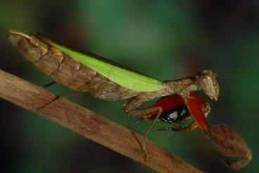 Insekten kaufen und verkaufen Foto: Gottesanbeterinnen, Bücherskorpione & Co