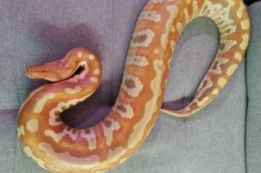 Schlangen kaufen und verkaufen Foto: 1.1 Python brongersmai albino T+ sub adult 