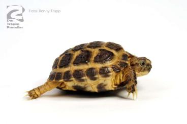 Schildkröten  kaufen und verkaufen Foto: Suche / looking for: Testudo horsfieldii