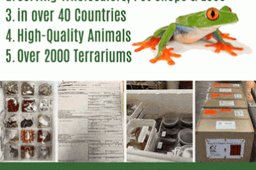 Pfeilgiftfrösche kaufen und verkaufen Foto: Worldwide Export of live Reptiles Amphibians and Inverts