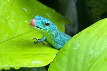 other lizards kaufen und verkaufen Photo: Gastropholis prasina CB 24