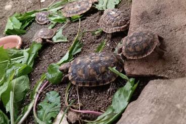 Landschildkröten kaufen und verkaufen Foto: Eigene deutsche Nachzuchten aus 2022 bis 2024 Malacochersus tornieri