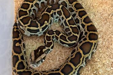 Pythons kaufen und verkaufen Photo: Python Bivittatus / Tigerpython / Burmese Cb2024