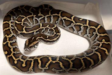 Pythons kaufen und verkaufen Photo: Burmese / Bivittatus / Burmese Cb2024