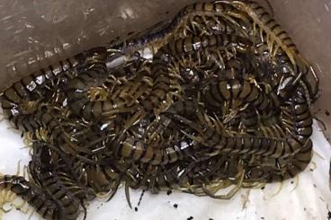 Myriapoda kaufen und verkaufen Photo: Hispaniola Red Giant Centipede (Scolopendra alternans) 