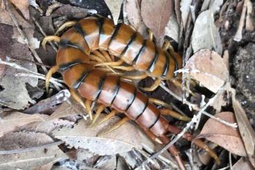 Myriapoda kaufen und verkaufen Foto: Hispaniola Red Giant (Scolopendra alternans)