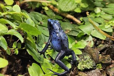 Frösche  kaufen und verkaufen Foto: Dendrobates, Ranitomeya, Eleutherodactylus