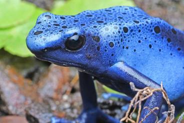 Pfeilgiftfrösche kaufen und verkaufen Foto: Für Mhf Dendrobates, Ranitomeya, Eleutherodactylus