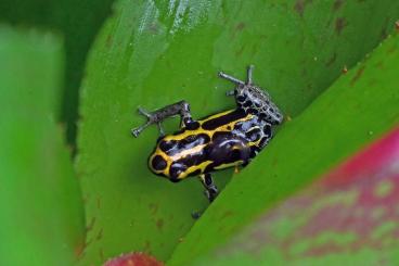 Frösche  kaufen und verkaufen Foto: Biete Pipa parva, Ranitomeya variabilis und Epipedobates anthonyi