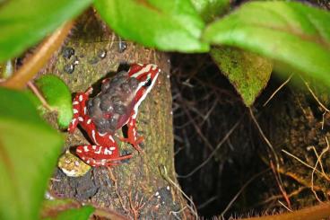 Pfeilgiftfrösche kaufen und verkaufen Foto: Biete Pipa parva, Ranitomeya variabilis und Epipedobates anthonyi