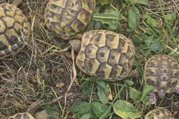 Landschildkröten kaufen und verkaufen Foto: Griechische Landschildkröten