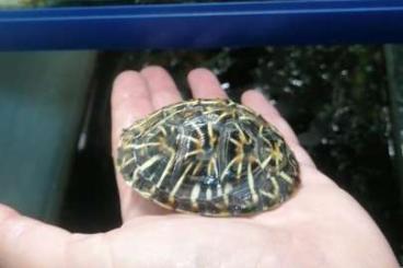 Schildkröten  kaufen und verkaufen Foto: Terrapene carolina bauri 