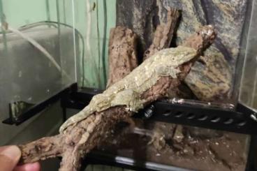 Geckos kaufen und verkaufen Photo: rhacodactylus leachianus 