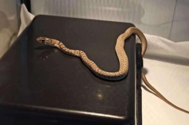 Schlangen kaufen und verkaufen Foto:  Whipsnake (pink testaceus)