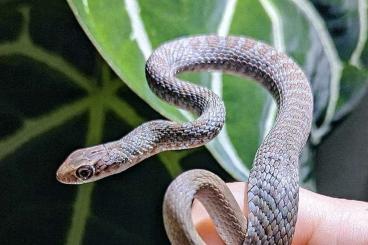 Schlangen kaufen und verkaufen Foto: Nothern Black Racer, Whipsnake