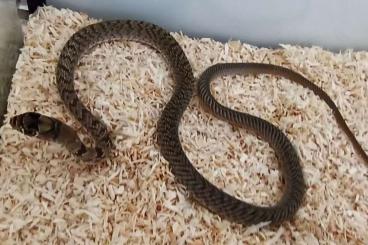 Schlangen kaufen und verkaufen Foto: Masticophis flagellum testaceus (Coachwhip)