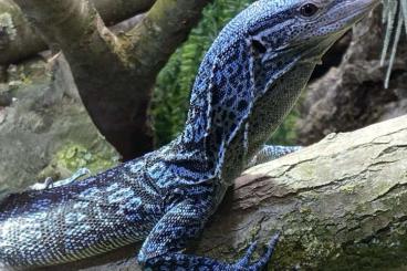 Monitor lizards kaufen und verkaufen Photo: Varanus macraei 1.0 CBB 2020