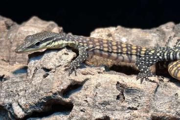 Monitor lizards kaufen und verkaufen Photo: 0.0.4 Varanus glauerti CBB 7/24