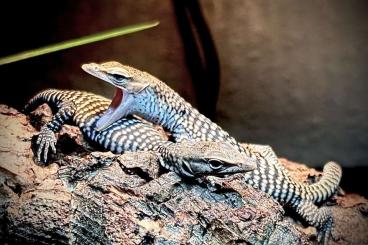 Warane kaufen und verkaufen Foto: Varanus tristis tristis CBB 6/24 & 7/24