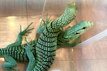 Warane kaufen und verkaufen Foto: 0.0.3 Varanus prasinus ‚merauke‘ 6/24