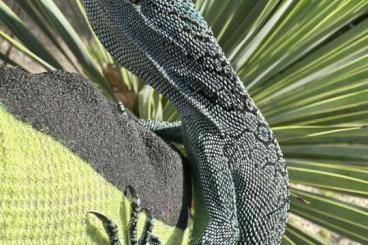 Warane kaufen und verkaufen Foto: 1.0 Varanus kordensis 11/23