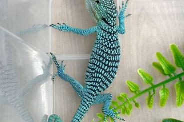 Echsen  kaufen und verkaufen Foto: Varanus prasinus ‚merauke‘ blue line