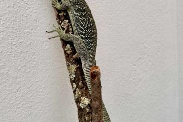 Lizards kaufen und verkaufen Photo: Cyclura cornuta, Varanus reisingeri & Varanus tristis tristis 