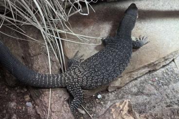 Warane kaufen und verkaufen Foto: 0.0.2 Varanus tristis tristis „dark Animals“ CBB 8/24 