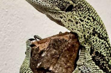 Warane kaufen und verkaufen Foto: 1.0 Varanus reisingeri CBB 2022