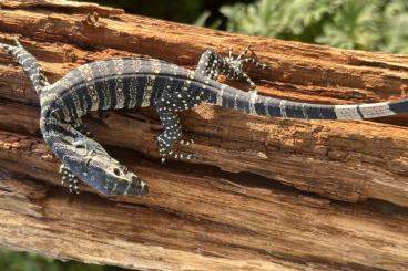 Lizards kaufen und verkaufen Photo: Varanus varius, Varanus prasinus „merauke“ , Uromastyx geyri Lizards kaufen und verkaufen Photo: Varanus varius, Varanus prasinus „merauke“ , Uromastyx geyri