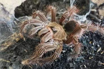 Spinnen und Skorpione kaufen und verkaufen Foto: Theraphosa stirmi.............................  . 