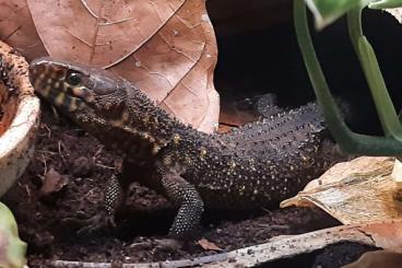 Echsen  kaufen und verkaufen Foto: Yellow-spotted night lizard (Lepidophyma flavimaculatum), CB2024/2023