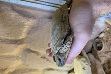 Landschildkröten kaufen und verkaufen Foto: Spaltenschildkröten (Malacochersus tornieri)  1.2.1