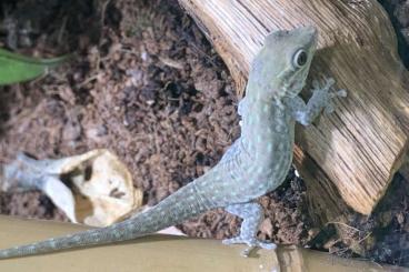 Geckos kaufen und verkaufen Photo: Phelsuma breviceps Kurzkopf- Taggecko