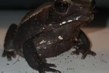 frogs kaufen und verkaufen Photo: 0,0,3 Tropfenkröten Rhaebo ( Bufo ) guttatus  