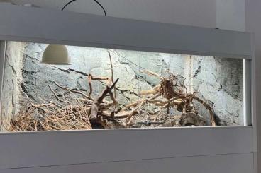 Terrarien kaufen und verkaufen Foto: Forex Terrarium 120x60x60, inkl. Back To Nature Rückwand 