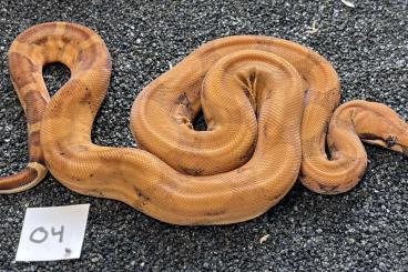 Boas kaufen und verkaufen Foto: Blood/hypo blood keltic 66% het sharp/anery 