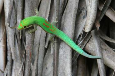 Geckos kaufen und verkaufen Photo: Diverse Phelsumen, Übergabe in Hamm möglich