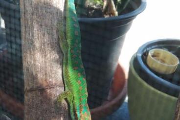 Geckos kaufen und verkaufen Foto: Phelsuma: borbonica ornata pusilla